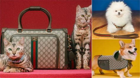 gucci cat 3|gucci dog collection.